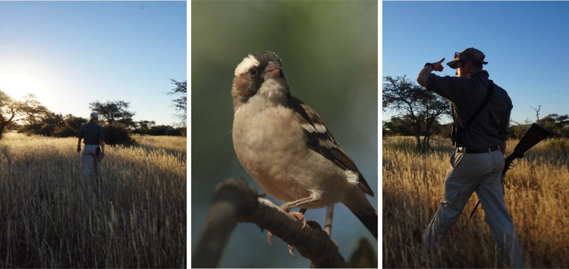 Walking safari, White-browed sparrow weaver, birds, birder, bird watching