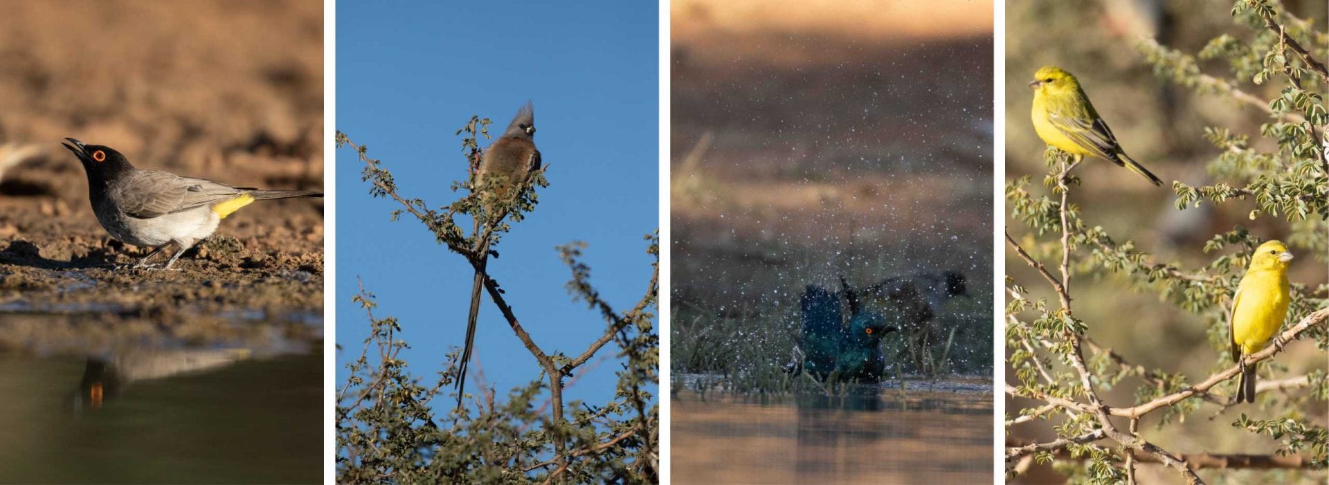 African red-eyed bulbul, White-backed mouse bird, Cape glossy starling, Yellow canary, birds, birder, bird watching