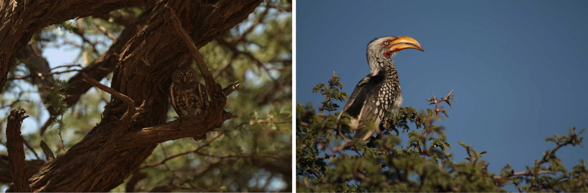 Pearl-spotted owlet, Southern yellow-billed hornbill, birds, birder, bird watching