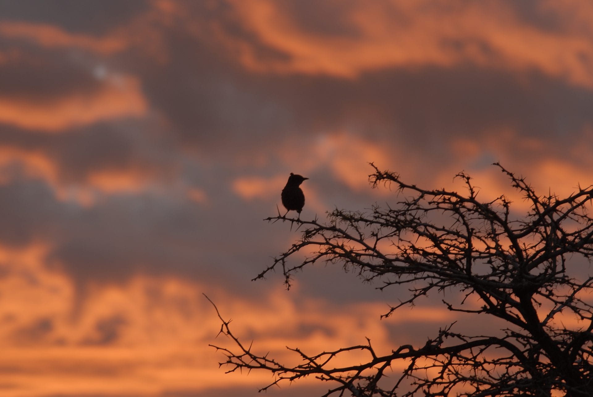 birds, birder, bird watching