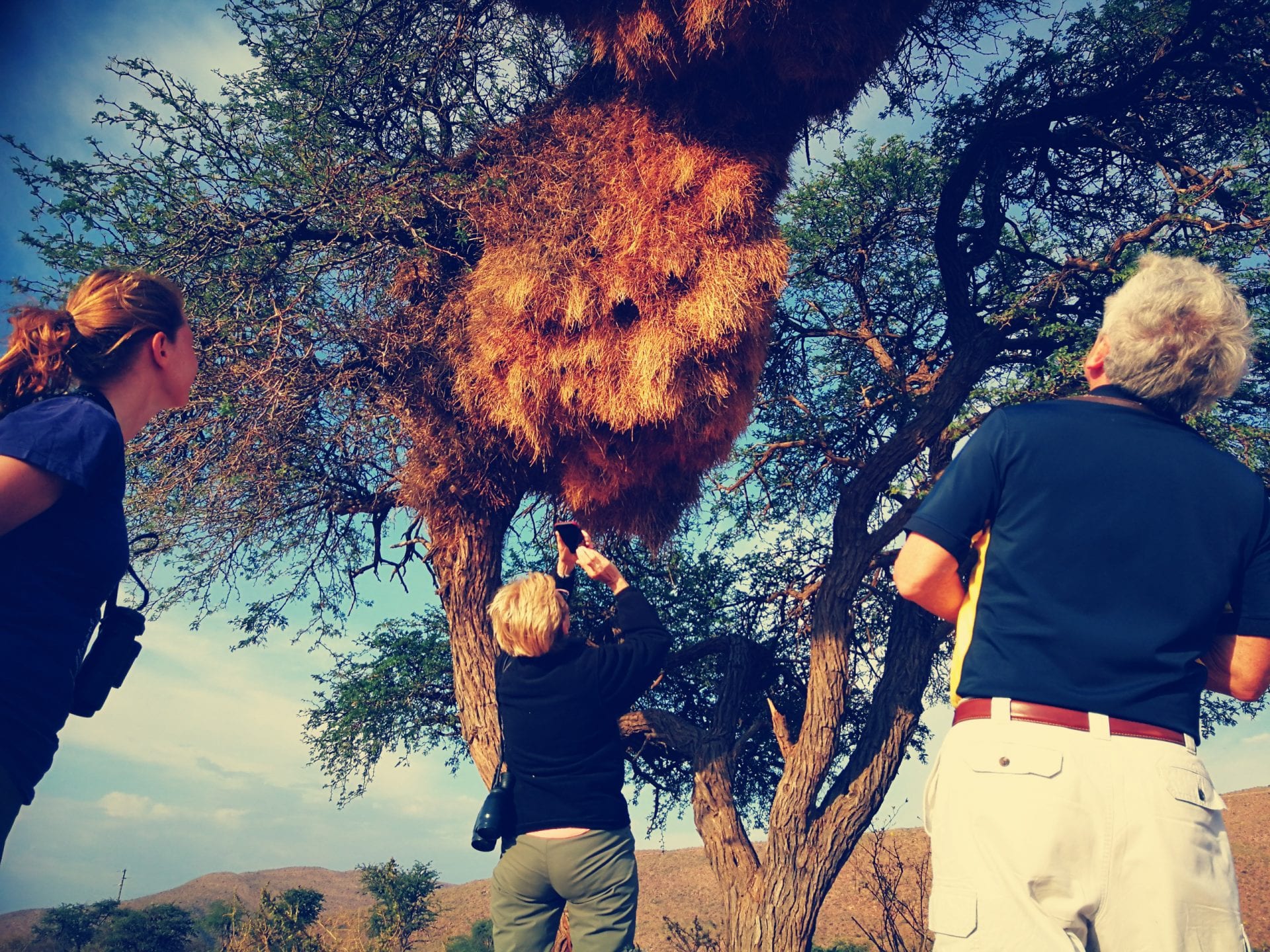 Sociable Weaver Nests, birds, birder, bird watching