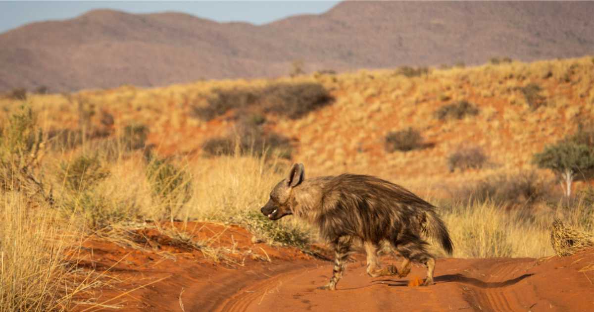 elusive species. Wildlife in Kalahari