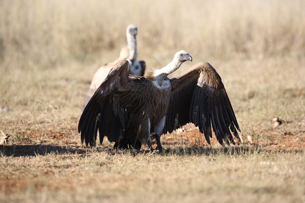 vulture conservation