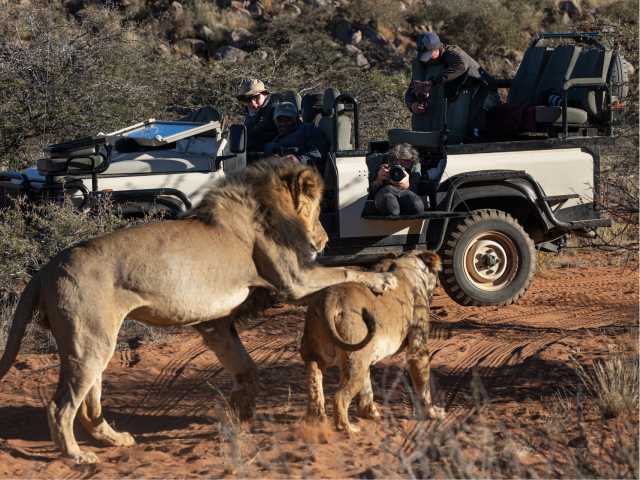 wildlife photography