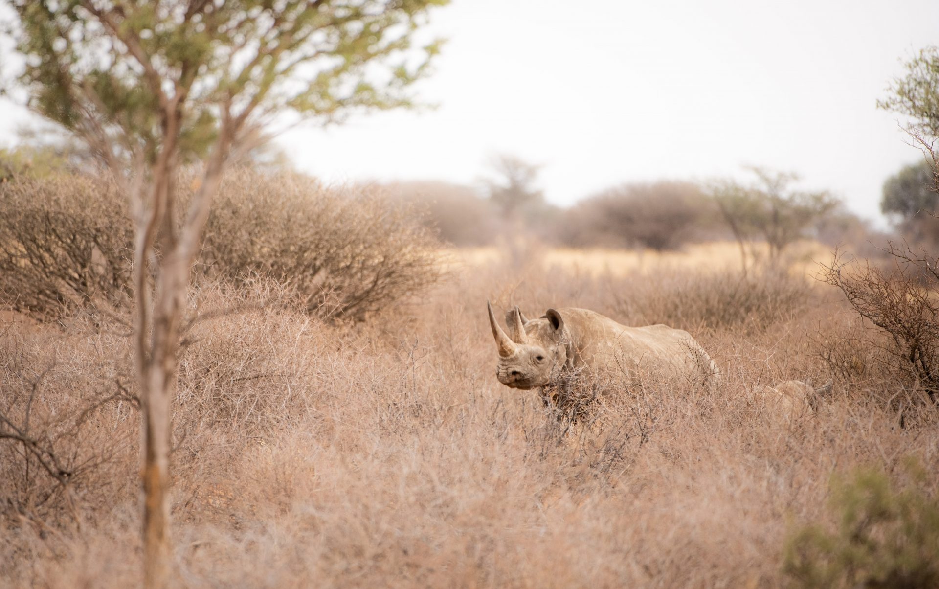 Rhino - wildlife journal winter safari