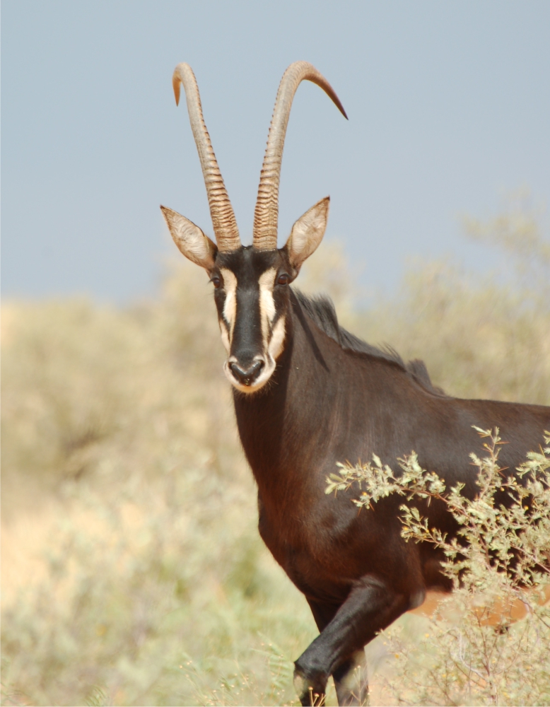 Kalahari Autumn Season