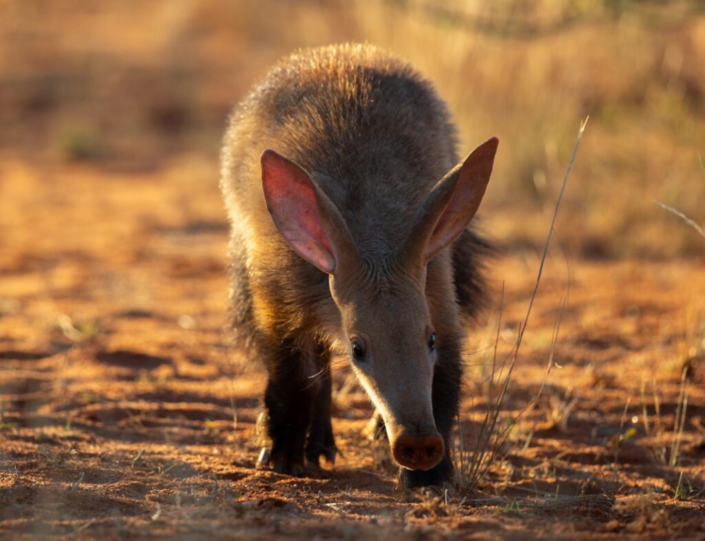 Aardvark