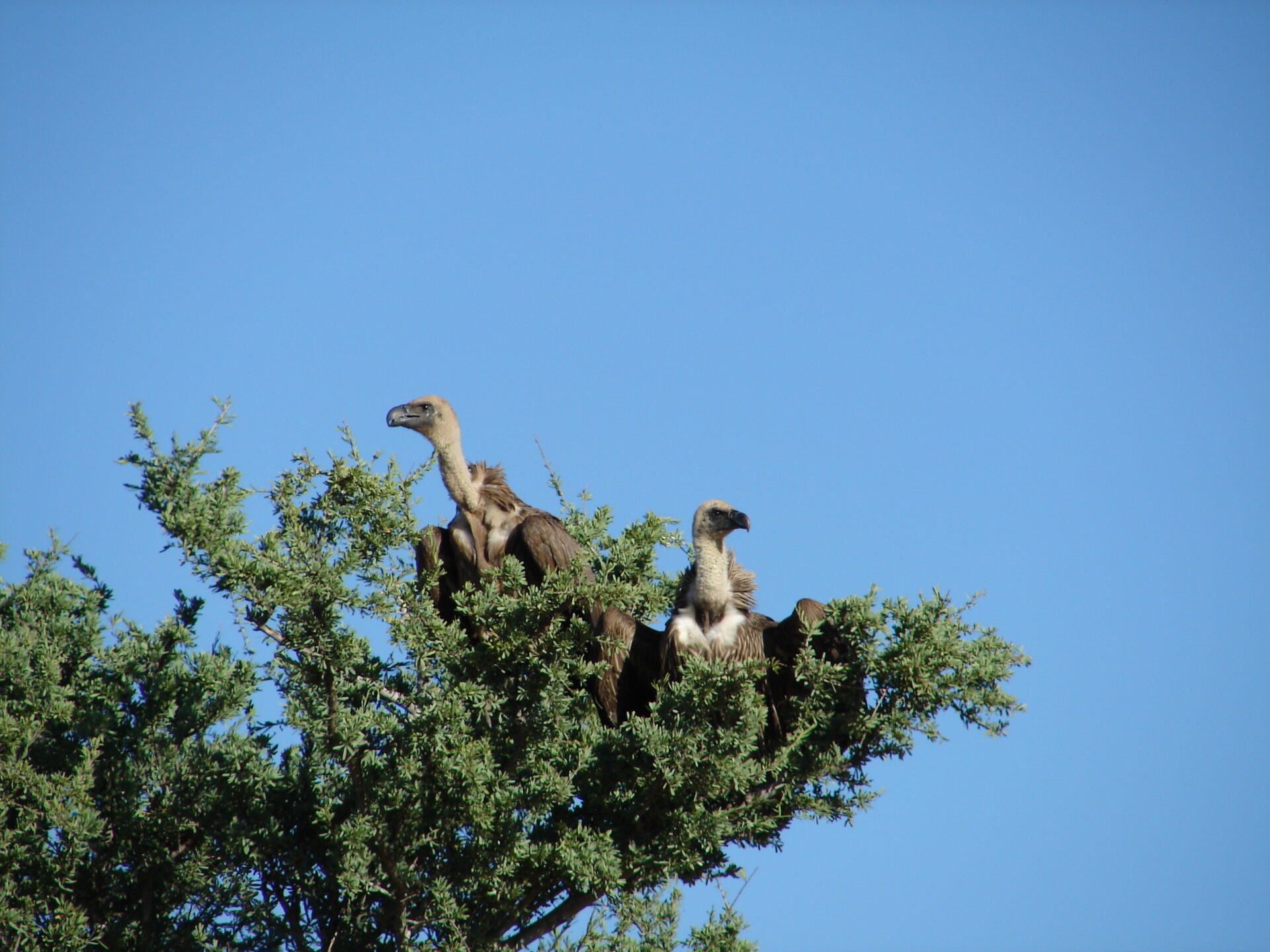 White-backed vulture conservation