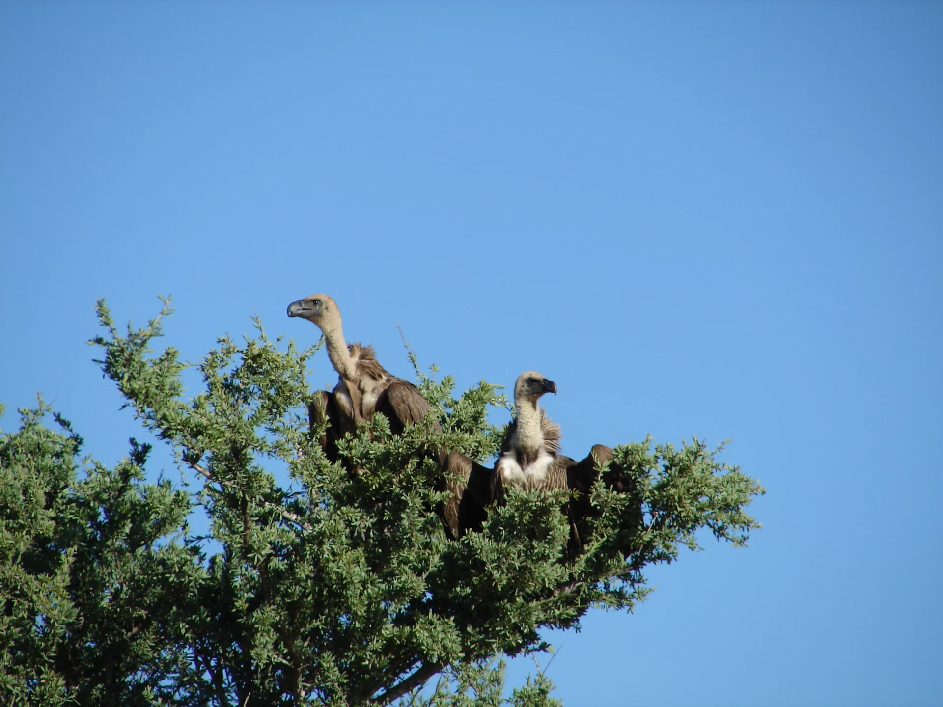 White-backed vulture conservation