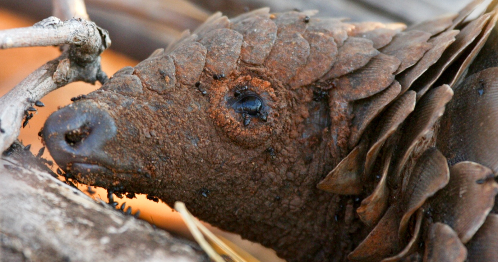 A ground pangolin