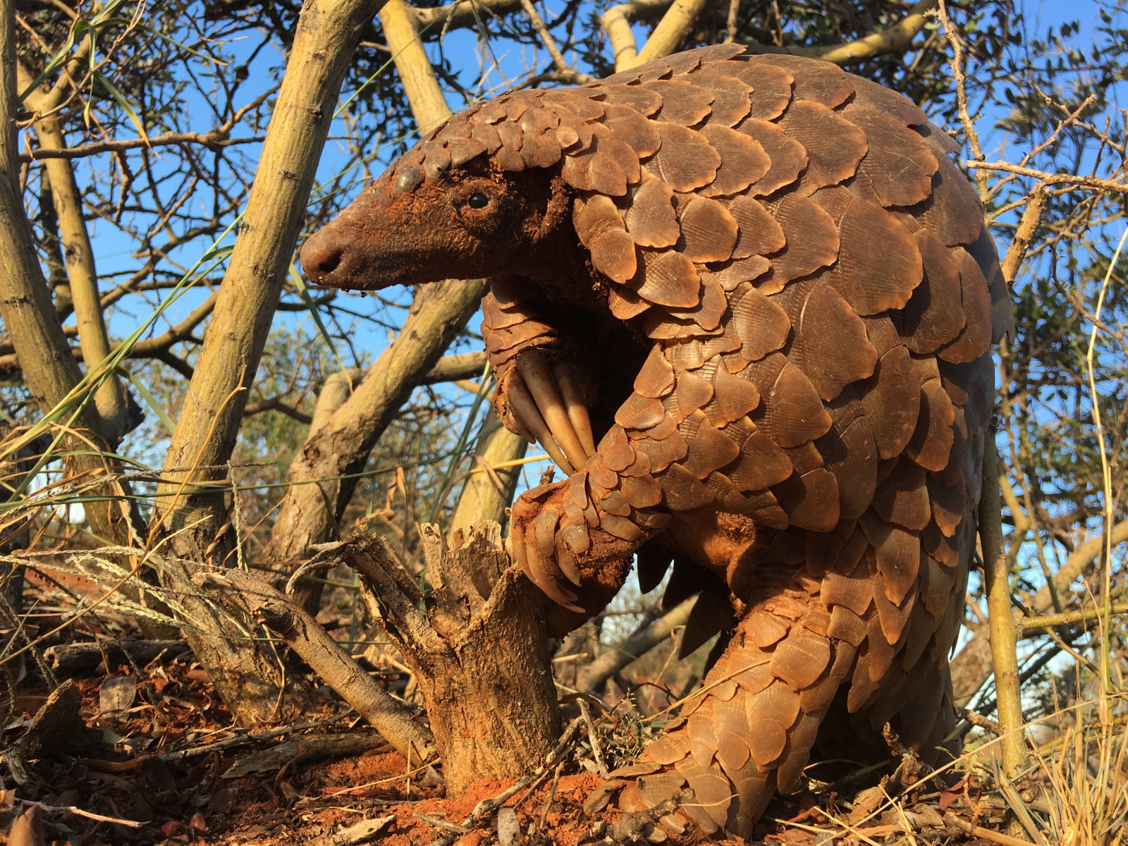 A ground pangolin