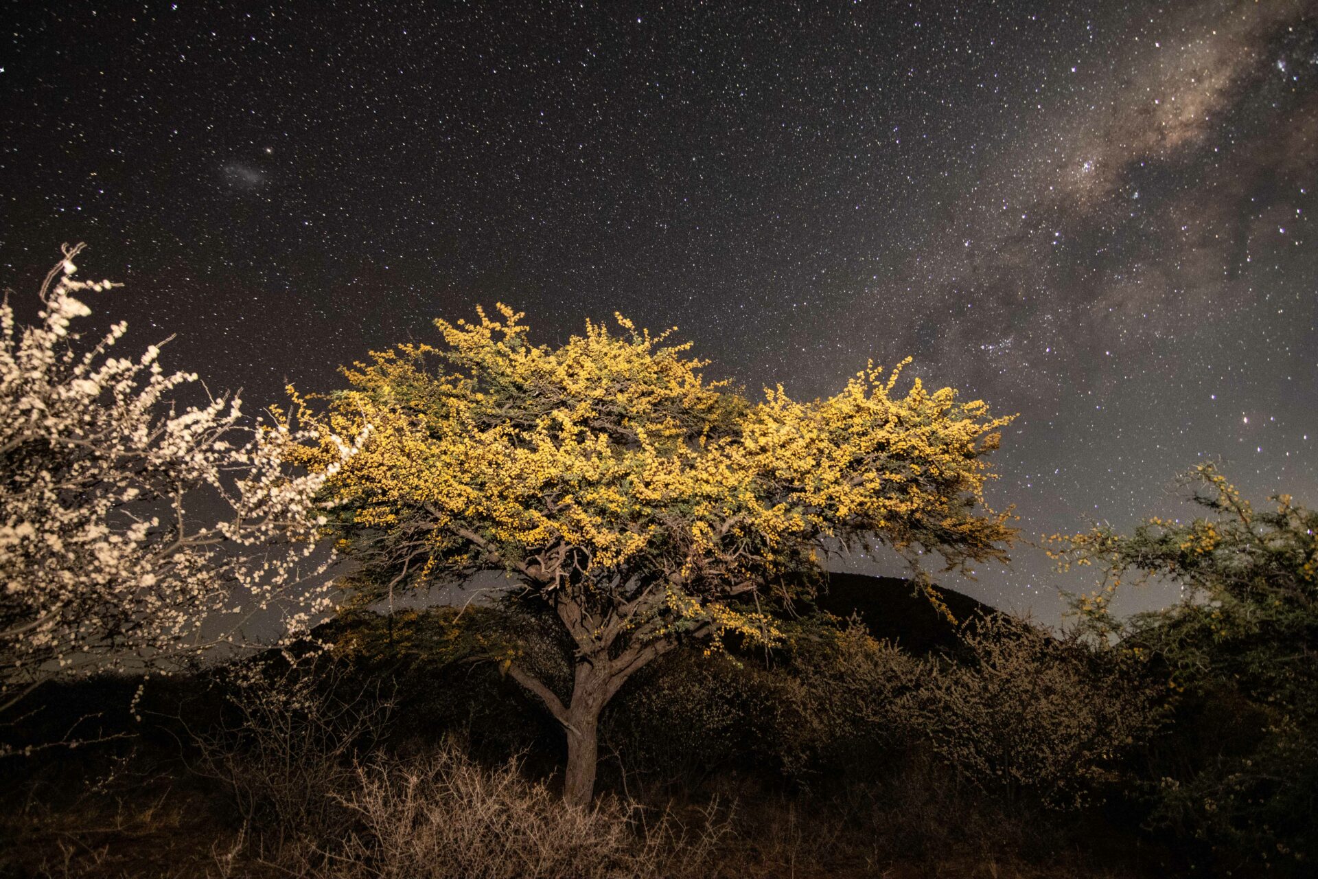 Spring blossoms under the night sky