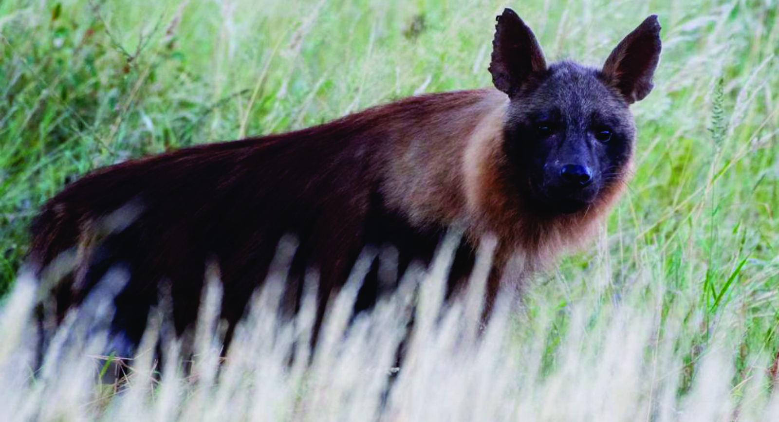 Brown hyena by Shirley Sword