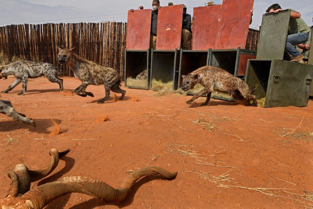 Spotted hyena release, Image by Thomas P Peschak, taken on assignment for National Geographic.