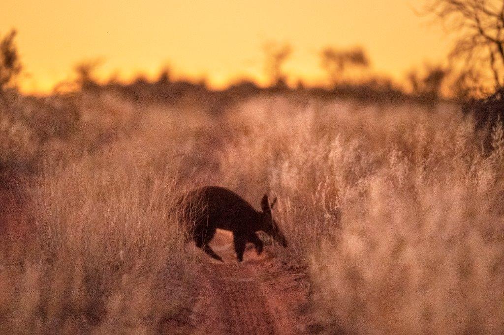 Aardvark, Image by Thomas P Peschak, taken on assignment for National Geographic.