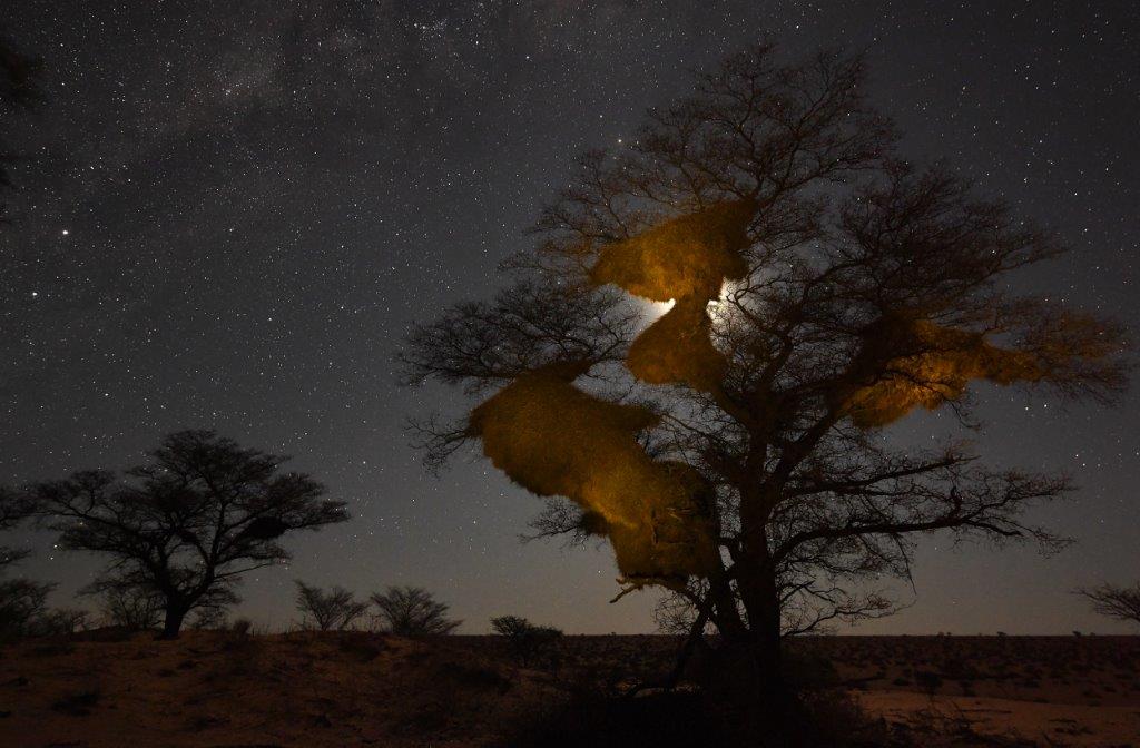 Sociable weaver nest at night, Image by Thomas P Peschak, taken on assignment for National Geographic.