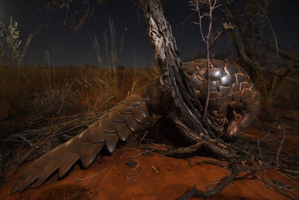 Ground pangolin, Image by Thomas P Peschak, taken on assignment for National Geographic