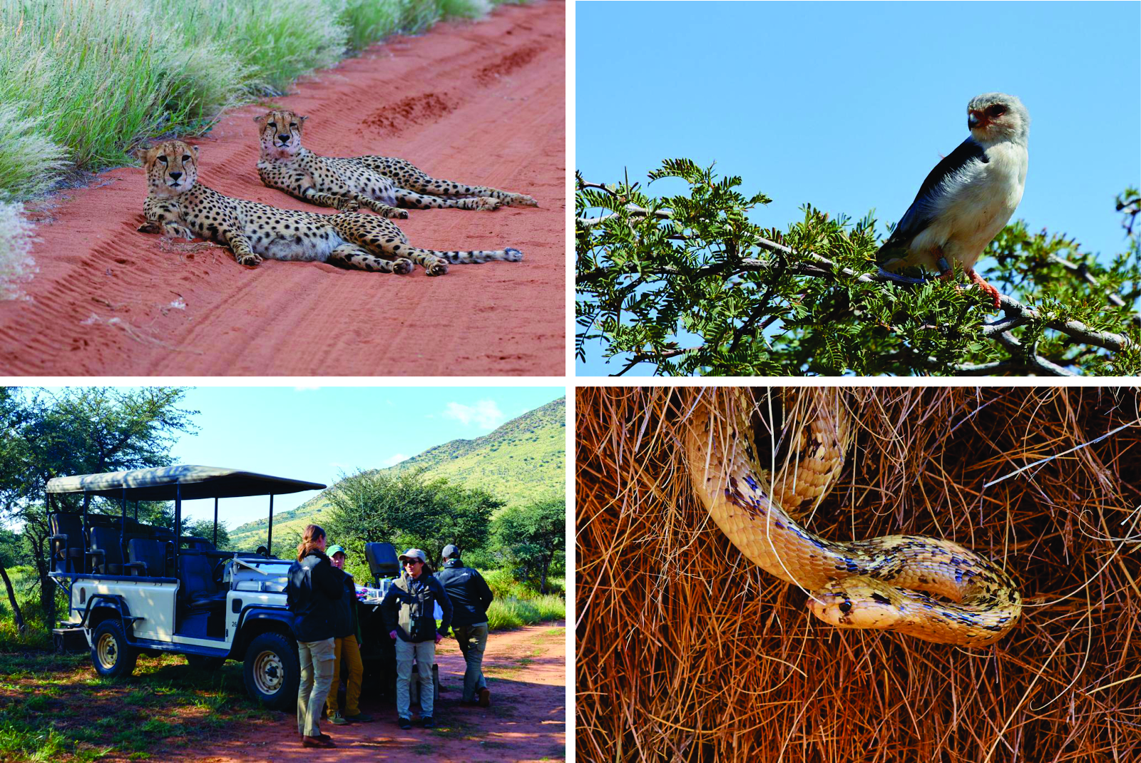 Wildlife at Tswalu by Shirley Sword