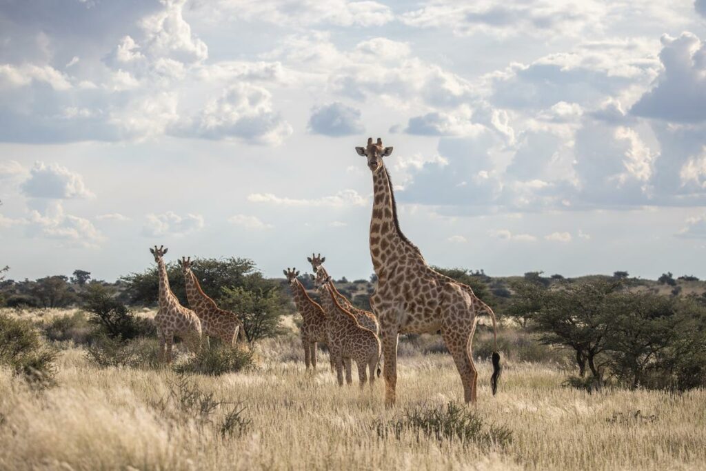 Herd of giraffe