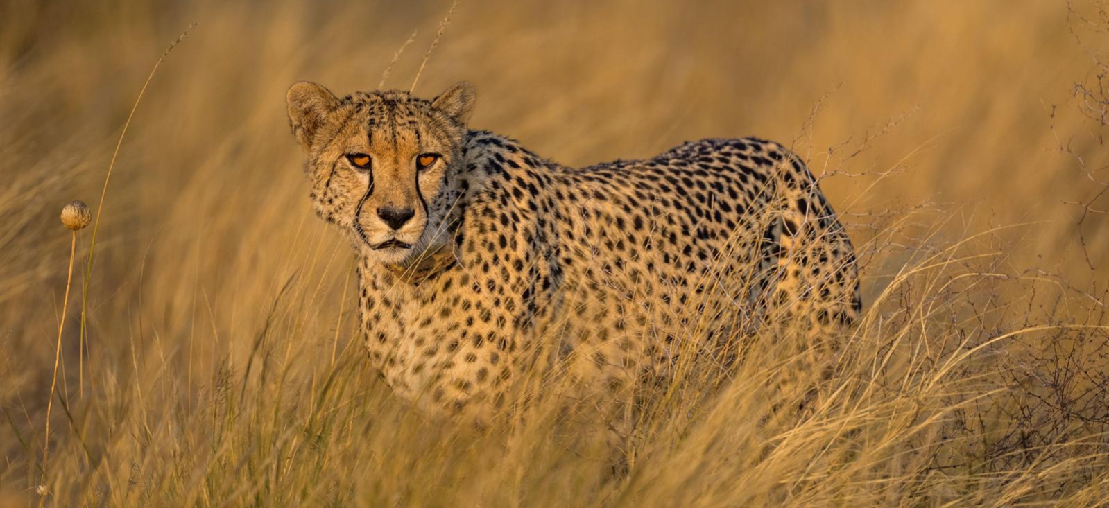 Cheetah walking in the long grass