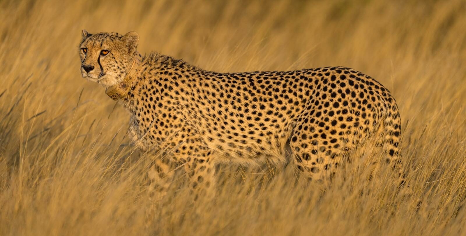 Cheetah with identification collar walking in the long grass