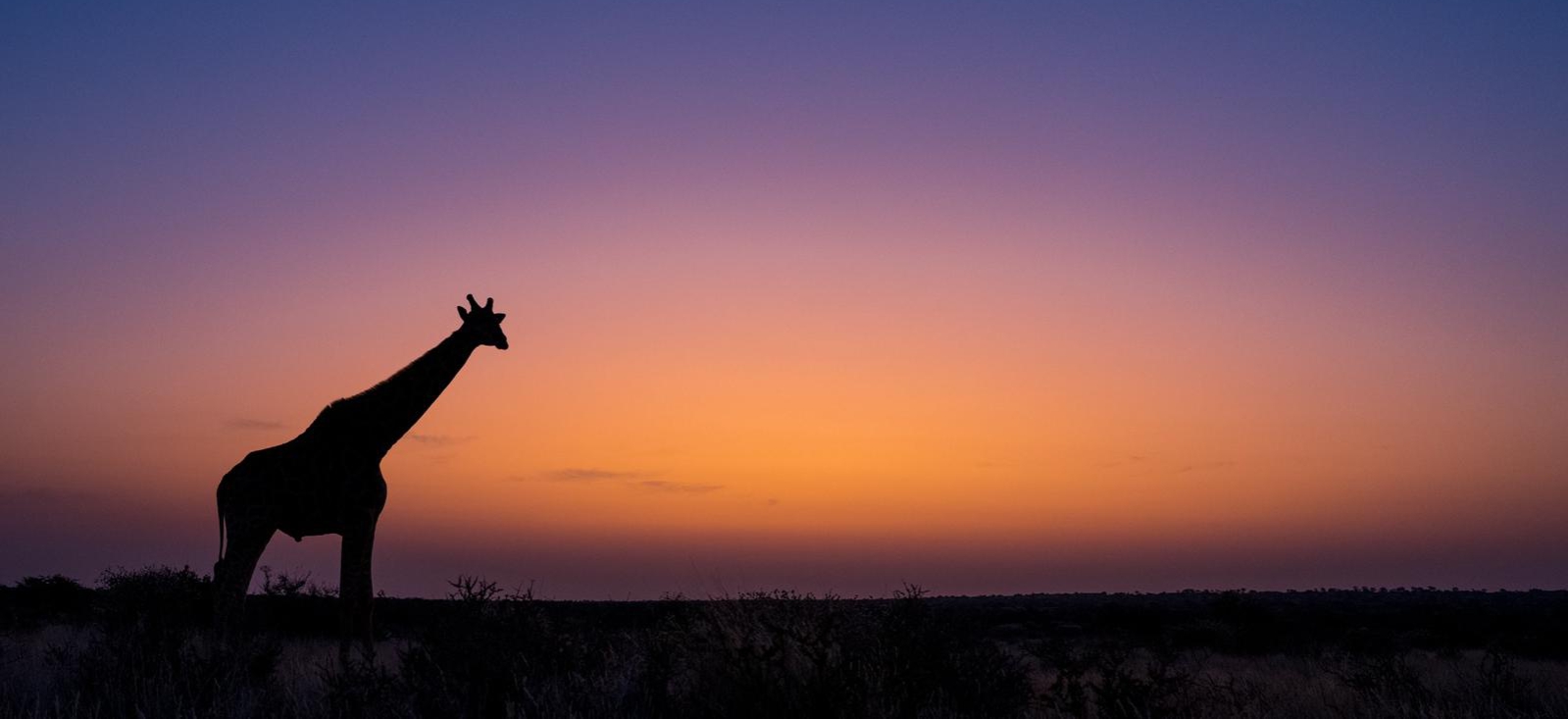 Giraffe silhouette at sunset by Marcus Westberg