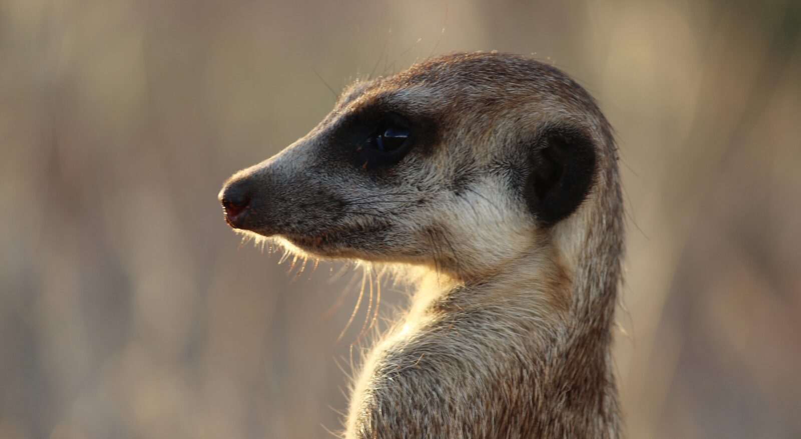 Meerkat at Tswalu -
