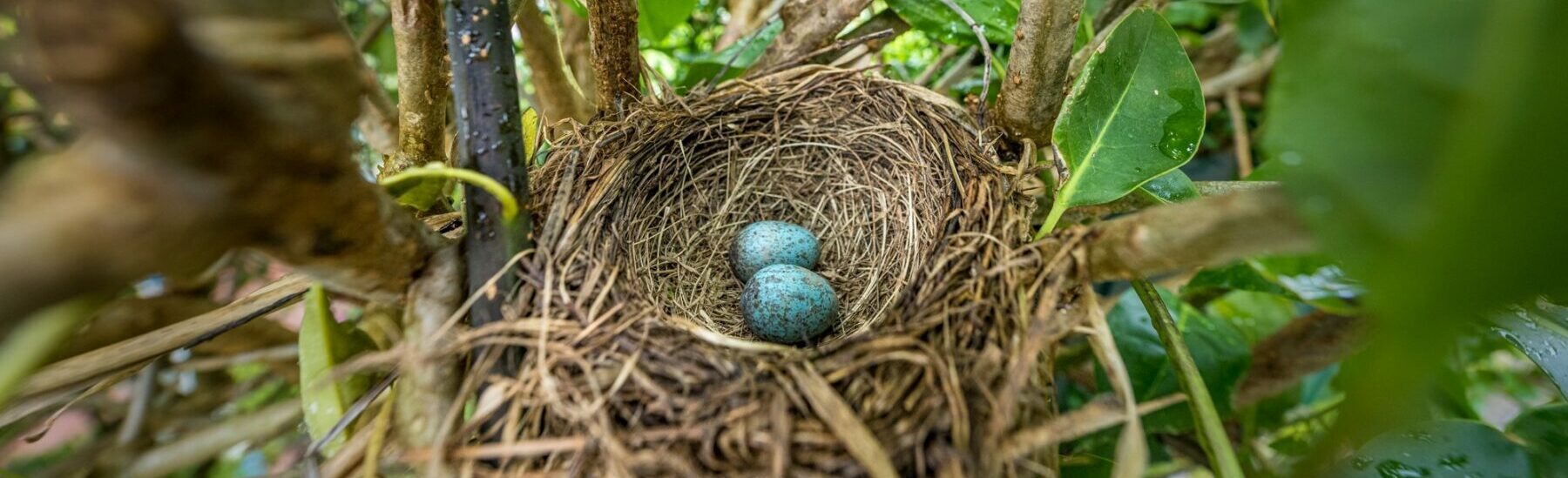 A bird’s nest in a hedge