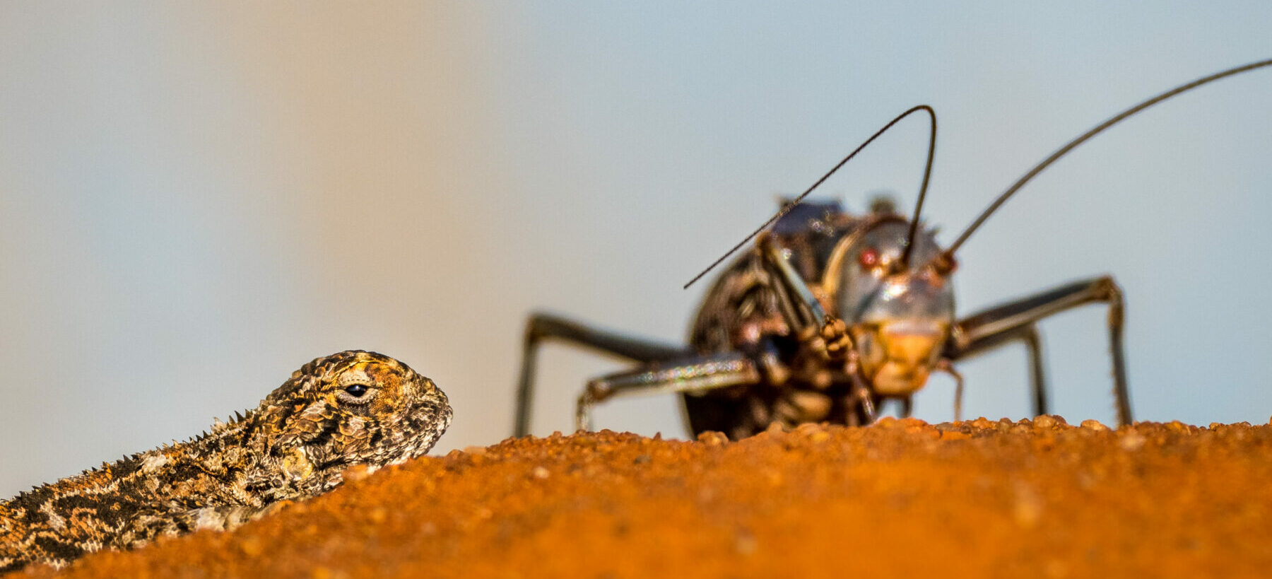 Armoured ground cricket and lizard