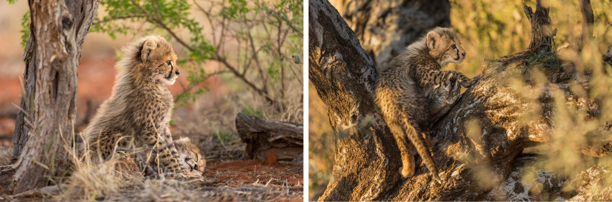 Cheetah cubs playing in the camelthorn trees