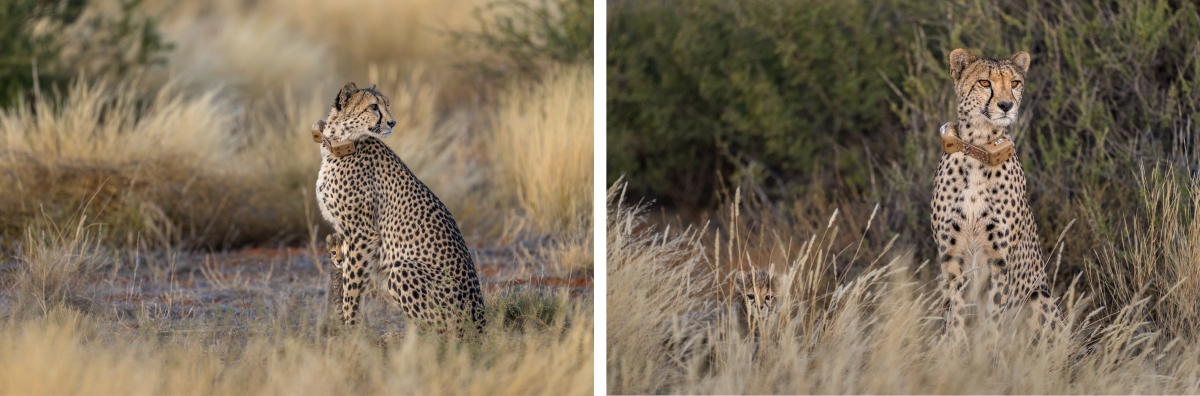 Cheetah 27 sitting in the long grass