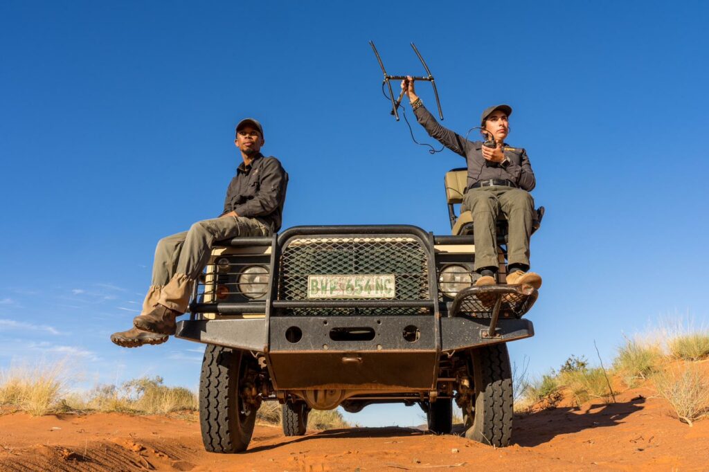 Cheetah habituator, Micole Monteiro and conservator Clement Motau locating the cheetahs using telemetry equipment 