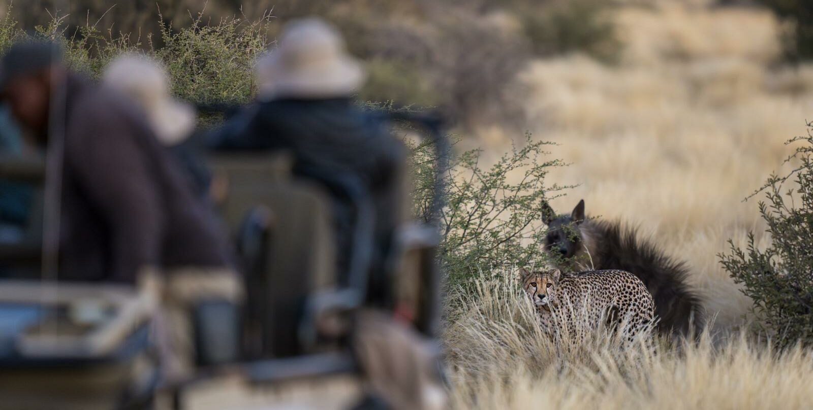 Cheetah mum defends her pups from a brown hyena