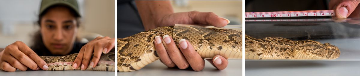 Puff adder being measured at Dedeben research centre, Tswalu Foundation