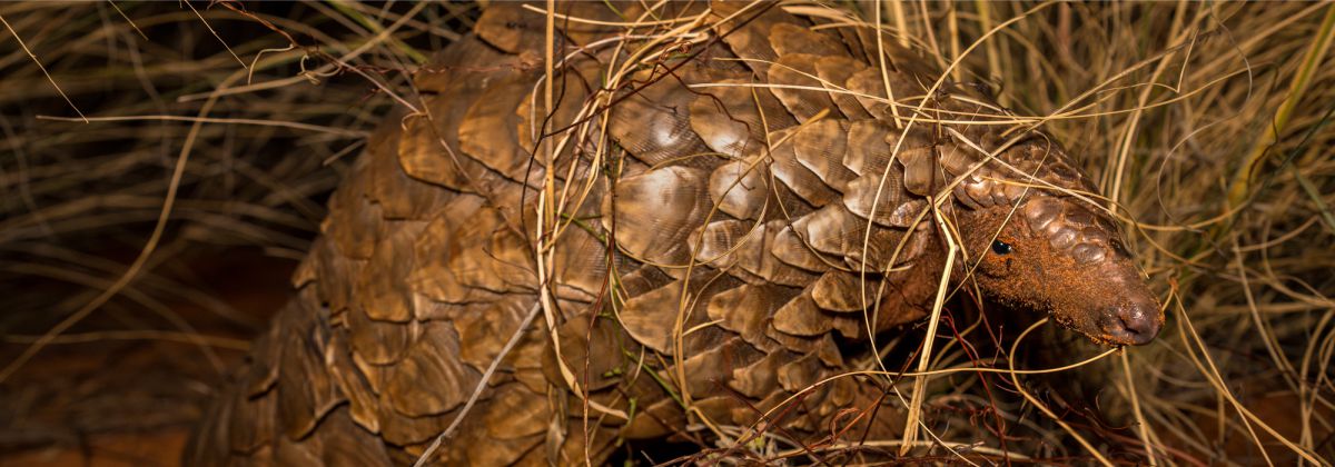 Pangolin in the grass