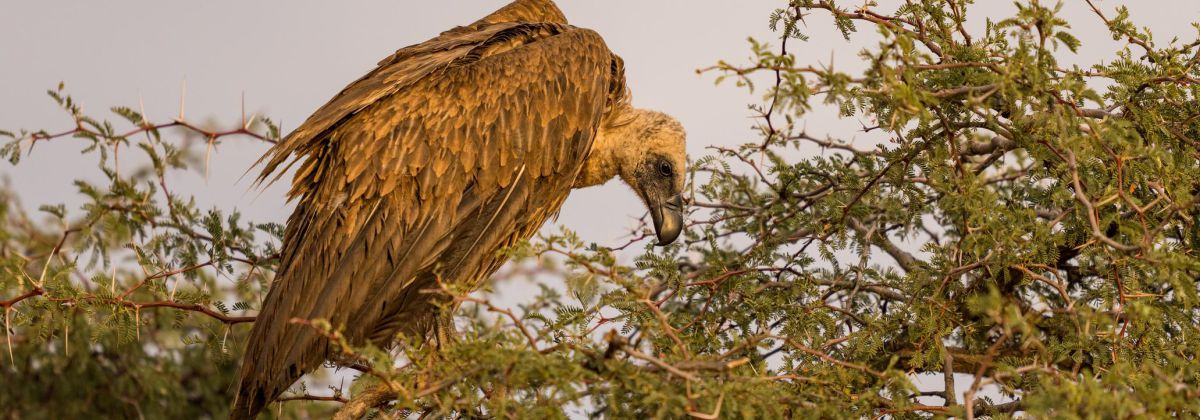 Vulture image by Marcus Westberg