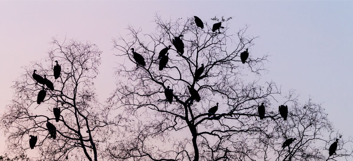 Vultures from Chad, image by Marcus Westberg