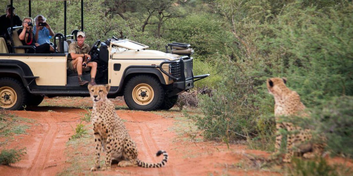 Cheetah sighting from your private vehicle