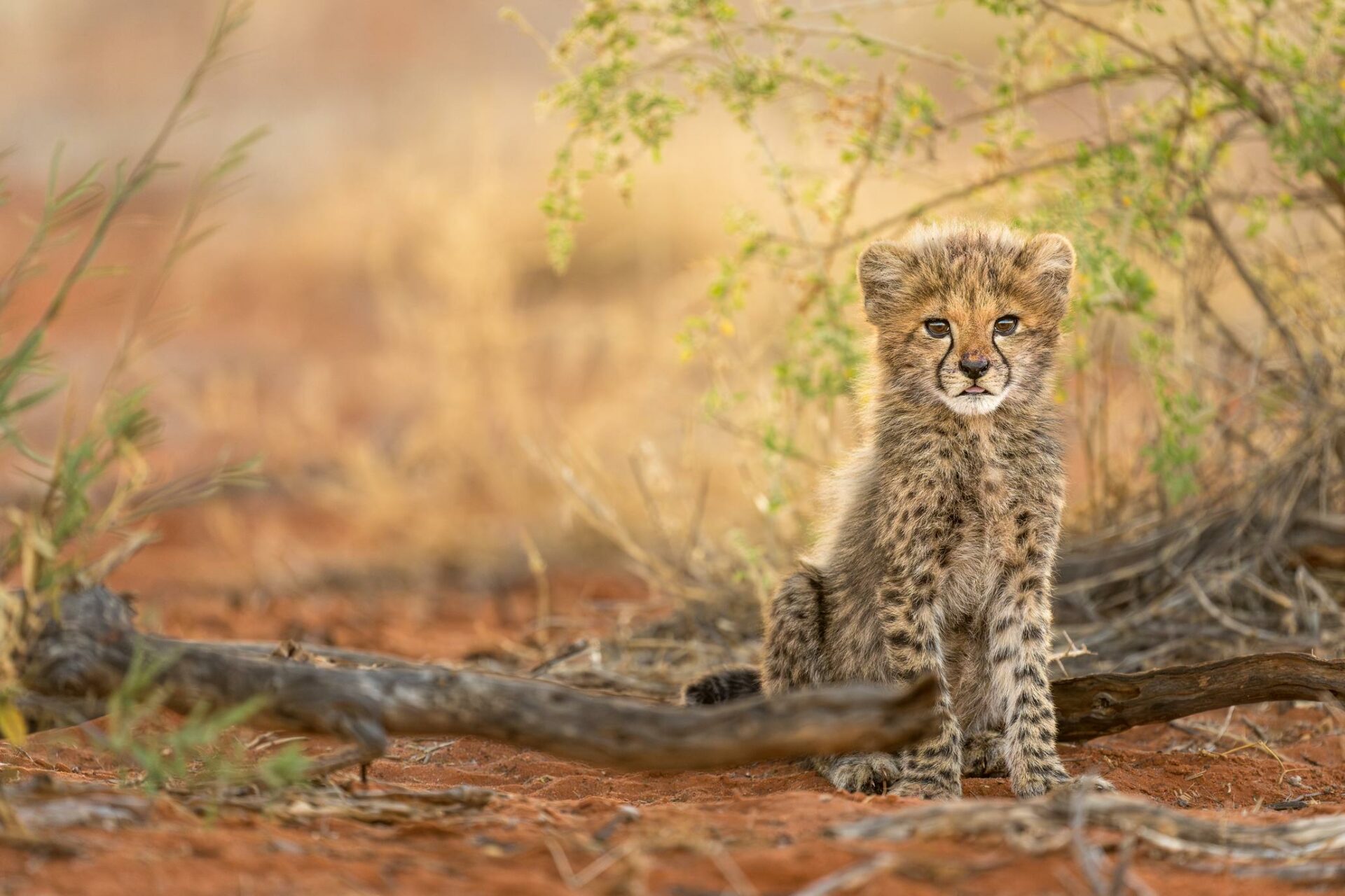 Cheetah cub, image by Marcus Westberg