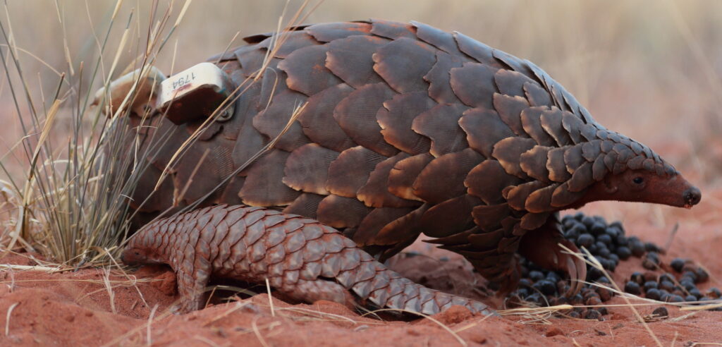Pangolin research by the Tswalu Foundation