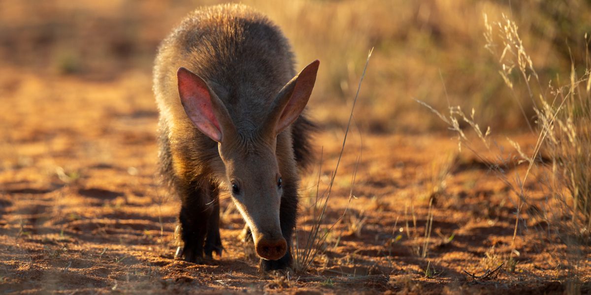 Aardvark