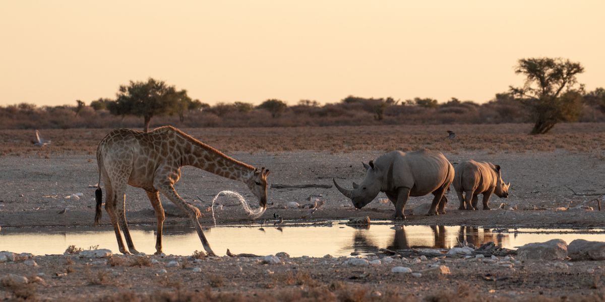 Giraffe and rhino at kalk pan