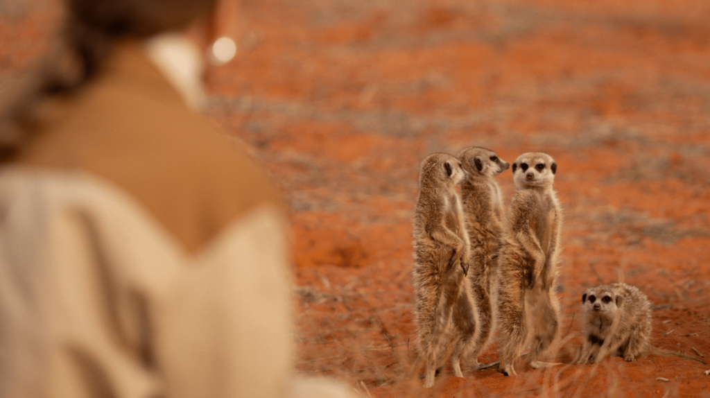 Guests can get within a few metres of the Mokala, Gosa or Rockstar meerkat colonies, three habituated meerkat groups that provide endless entertainment and photo opportunities.