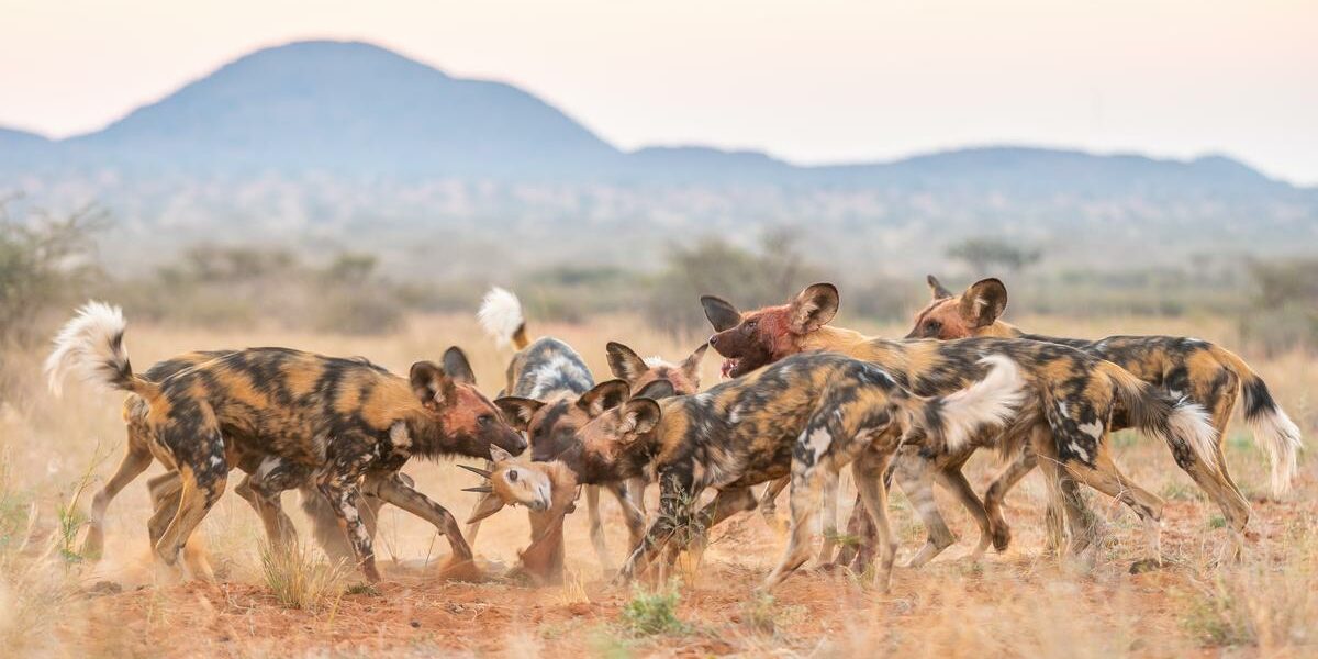 Wilddogs on the hunt